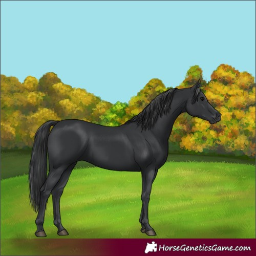 Horse Color:Black  and Black 