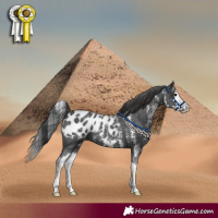 Horse Color:Black Sabino Splash Appaloosa