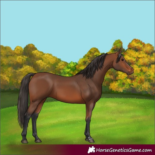 Horse Color:Bay 