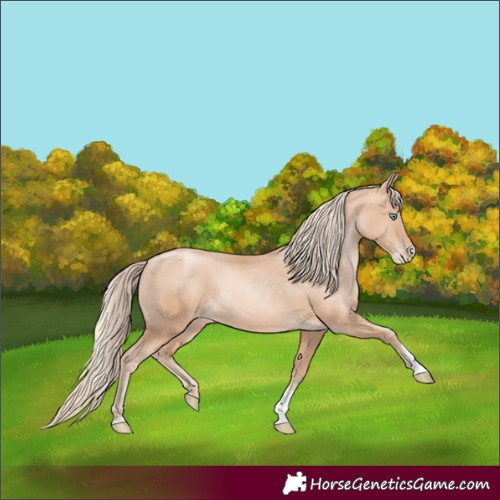 Horse Color:Gold Champagne Pearl Rabicano  and Gold Champagne Pearl Rabicano 