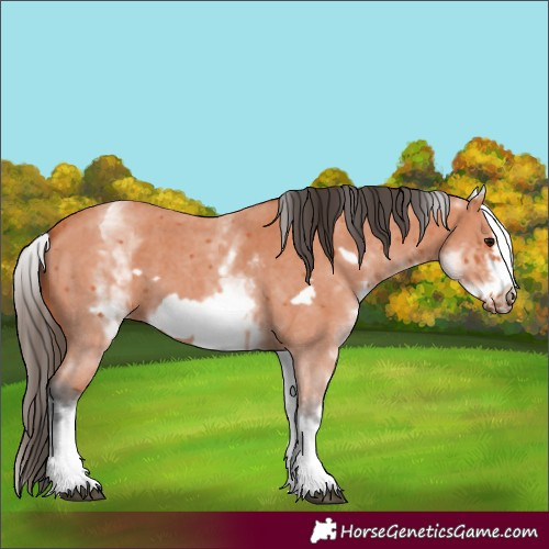 Horse Color:White Spotted Bay Sabino Frame