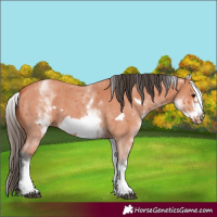 Horse Color:White Spotted Bay Sabino Frame 