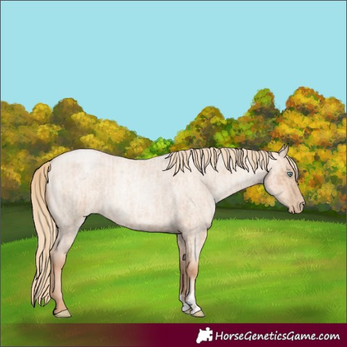 Horse Color:Gold Champagne Roan Pearl Rabicano  and Gold Champagne Roan Pearl Dun Rabicano 