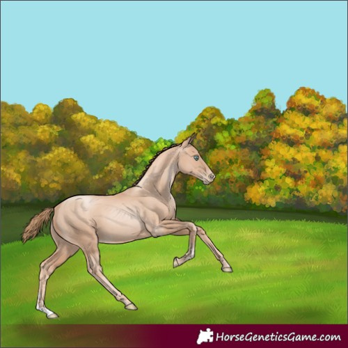 Horse Color:Gold Champagne Pearl Rabicano and Gold Champagne Pearl Rabicano