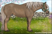 Horse Color:Chocolate Palomino 