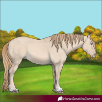 Horse Color:Perlino Dun