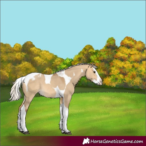 Horse Color:Silver Buckskin Dun Splash Tobiano Varnish Rabicano
