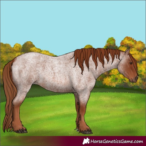 Horse Color:Red Roan
