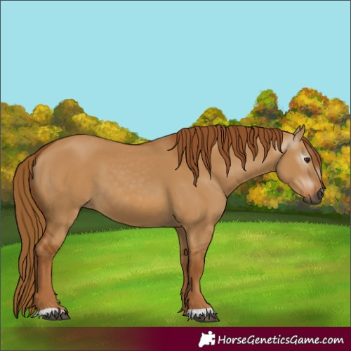 Horse Color:Gray Red Dun