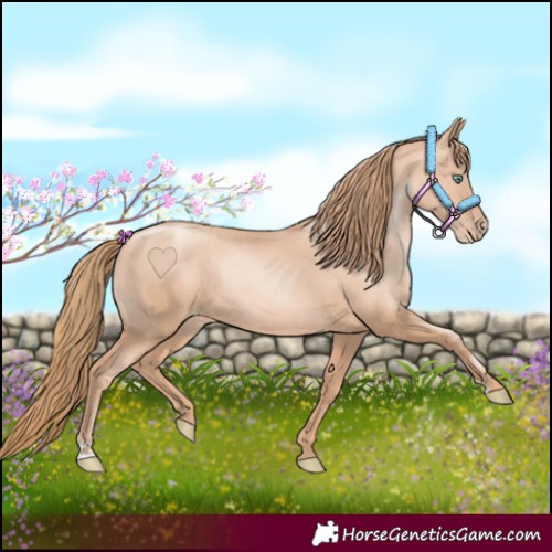 Horse Color:Gold Champagne Pearl Rabicano  and Gold Champagne Pearl Rabicano 
