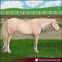 Horse Color:Gold Champagne Pearl Rabicano and Gold Champagne Pearl Splash Rabicano