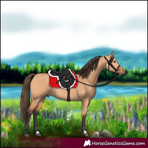 Horse Color:Bay Dun Rabicano 