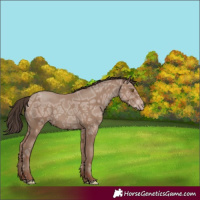 Horse Color:Classic Champagne Ice