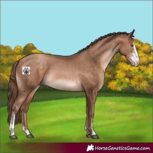 Horse Color:Brown Pearl Sabino 