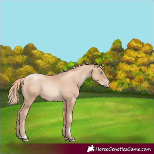 Horse Color:Gold Champagne Pearl Rabicano  and Gold Champagne Pearl Rabicano 