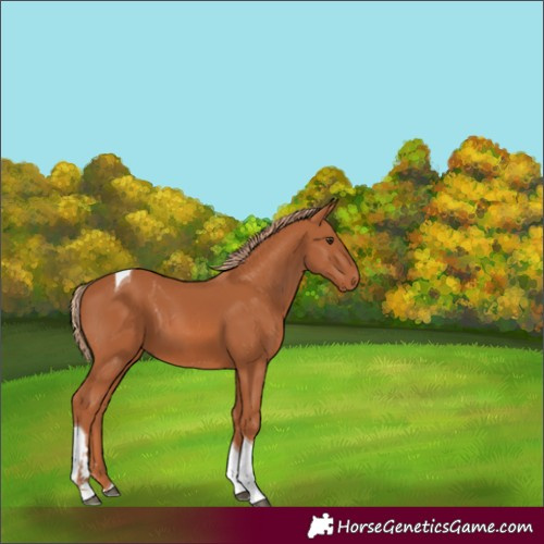 Horse Color:Unknown 