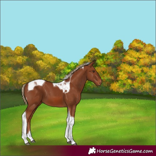 Horse Color:Chestnut Tobiano