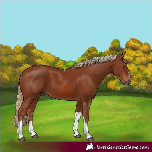 Horse Color:Unknown 