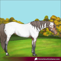 Horse Color:Bay Near Fewspot 