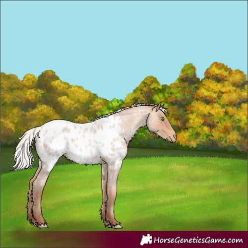 Horse Color:Silver Amber Champagne Roan Near Leopard Rabicano