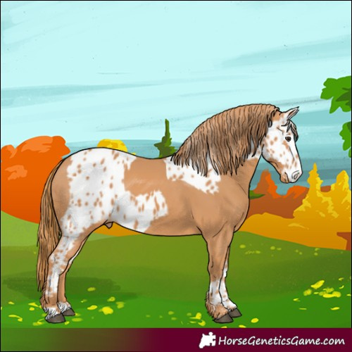 Horse Color:Chestnut  and Chestnut Near Leopard 
