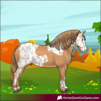 Horse Color:Chestnut and Chestnut Near Leopard