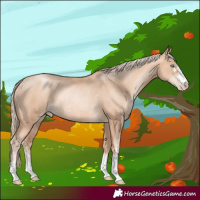 Horse Color:Gold Champagne Pearl Rabicano and Gold Champagne Pearl Rabicano