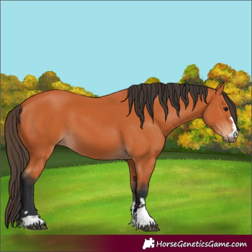 Horse Color:Bay 