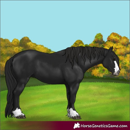 Horse Color:Gray Black 