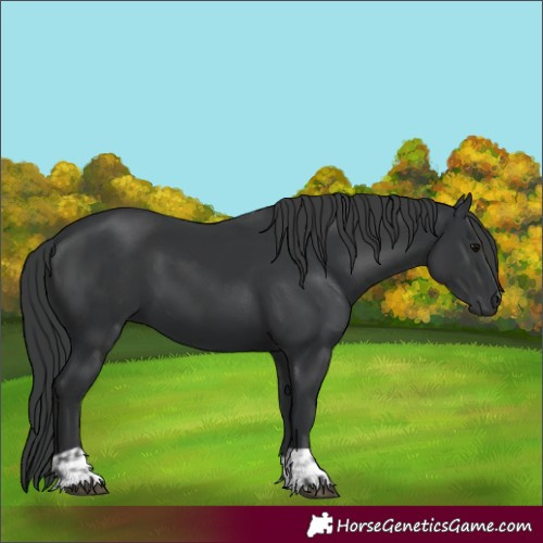 Horse Color:Black and Black