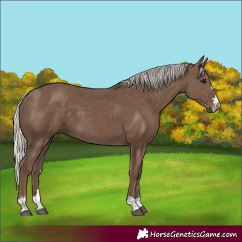 Horse Color:Silver Black