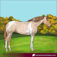 Horse Color:Red Roan Tobiano