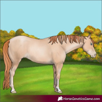 Horse Color:Gold Champagne Pearl Rabicano and Amber Champagne Pearl Rabicano