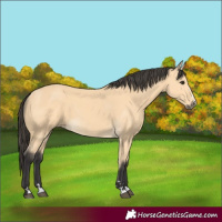 Horse Color:Buckskin 