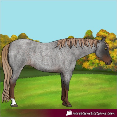 Horse Color:Liver Red Roan 