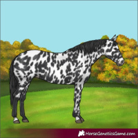 Horse Color:Black Near Leopard