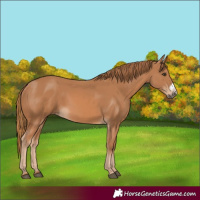 Horse Color:Chestnut Frame