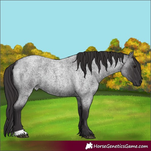 Horse Color:Smoky Blue Roan 