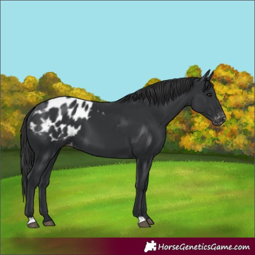 Horse Color:Black Appaloosa 