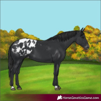 Horse Color:Black Blanket 
