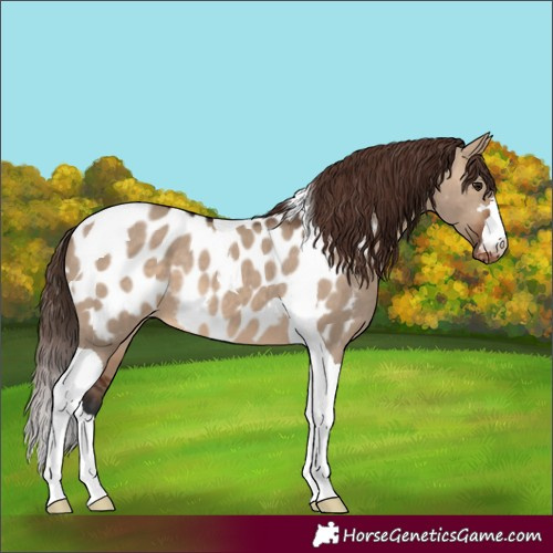 Horse Color:Brown Dun Tobiano Appaloosa