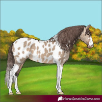 Horse Color:Brown Dun Tobiano Appaloosa