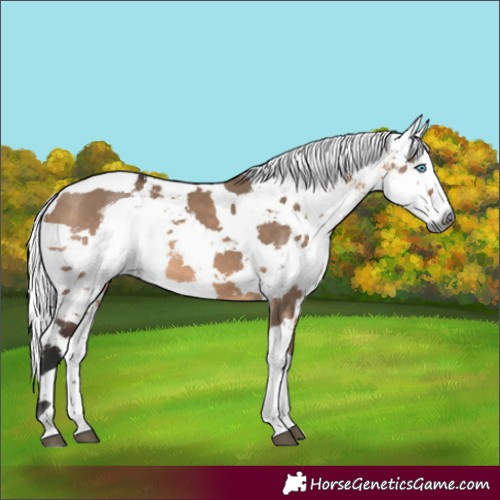 Horse Color:Brown Dun Harlequin Merle Tobiano 