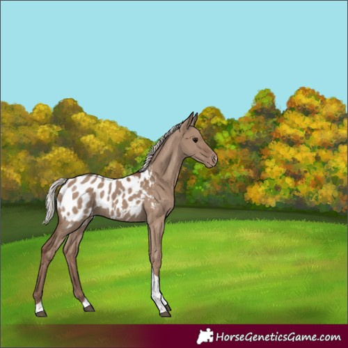 Horse Color:Silver Grullo Tobiano Near Leopard