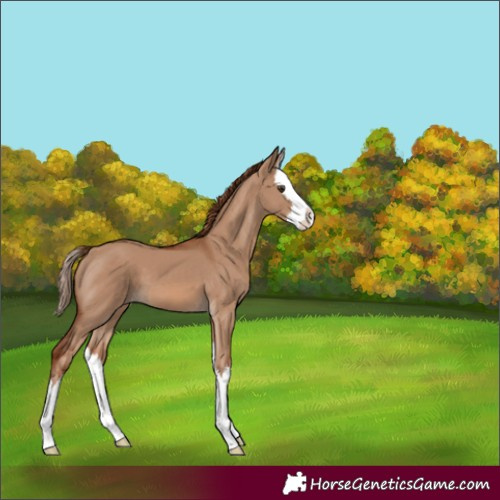 Horse Color:Red Dun Splash 