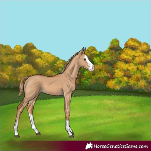 Horse Color:Red Dun Splash 