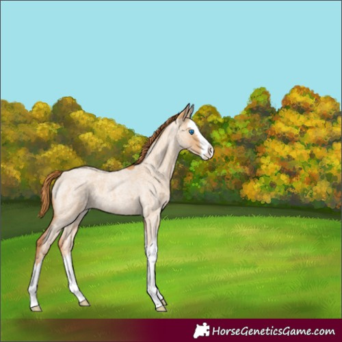 Horse Color:Red Dun Roan Splash 