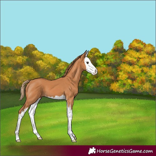 Horse Color:Chestnut Splash 