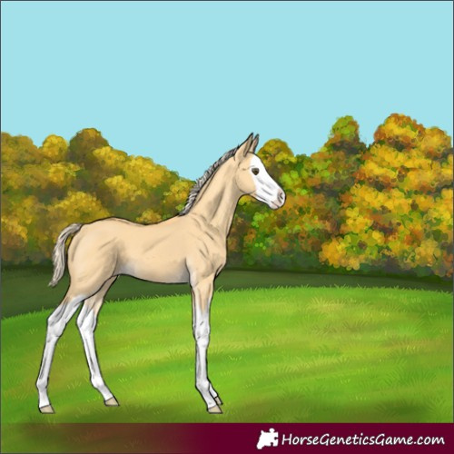 Horse Color:Palomino Dun Splash 