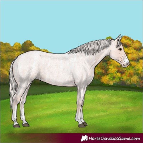 Horse Color:Powder White Silver Blue Roan Mushroom 